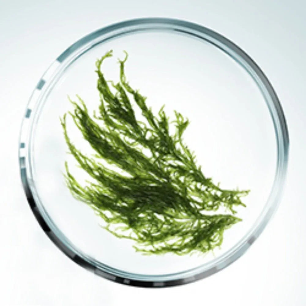 Sothys Crème mains hydra-nourrissante crema mani 50ml - Planethair