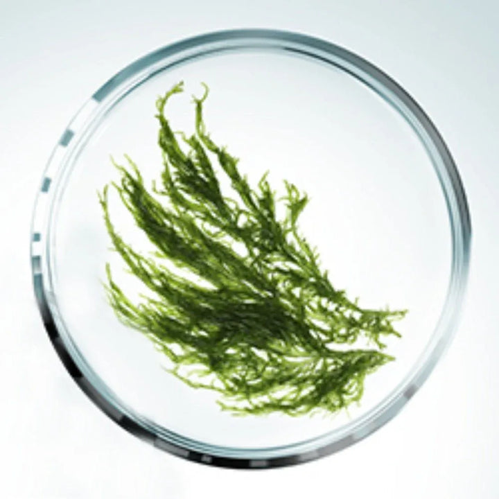 Sothys Crème mains hydra-nourrissante crema mani 50ml - Planethair