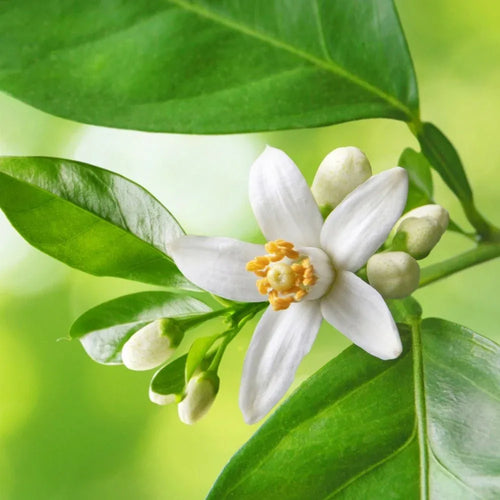 Sothys Gommage Sublimateur Silhouette scrub corpo 200ml - Planethair