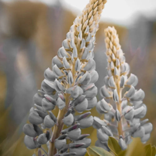 Sothys Lait hydra-nourissant latte corpo 200ml - Planethair