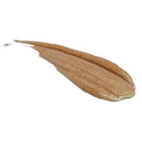 Australian Gold Raysistant Shimmering Oil olio corpo viso e capelli 50ml - Planethair