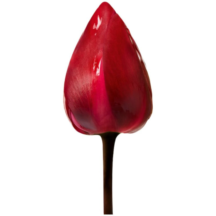 Shu Uemura Essence Absolue Scalp Oil Concentrate cuoio capelluto secco 50ml - Planethair 